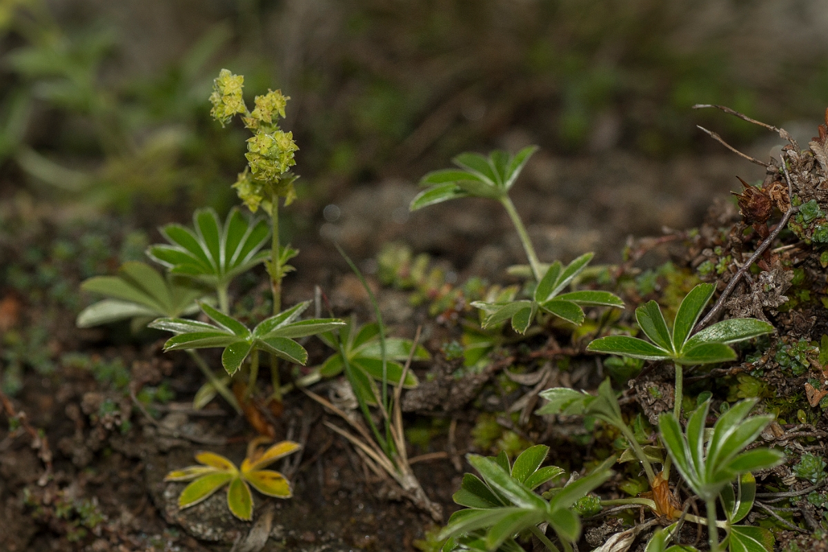 David Plant Photography - Wildlife Photography - Alpine ladys-mantle - B.jpg - Alpine ladys-mantle - Perthshire