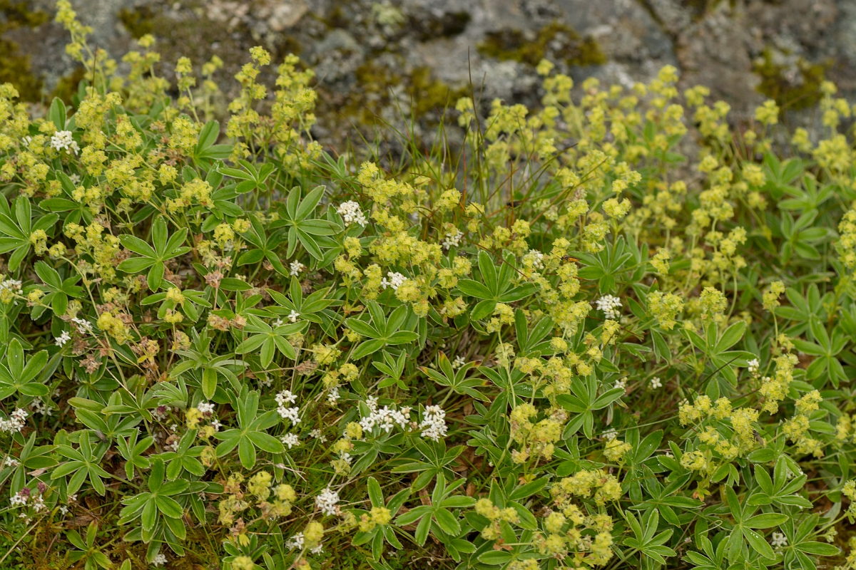 David Plant Photography - Wildlife Photography - Alpine ladys-mantle - C.jpg - Alpine ladys-mantle - Perthshire
