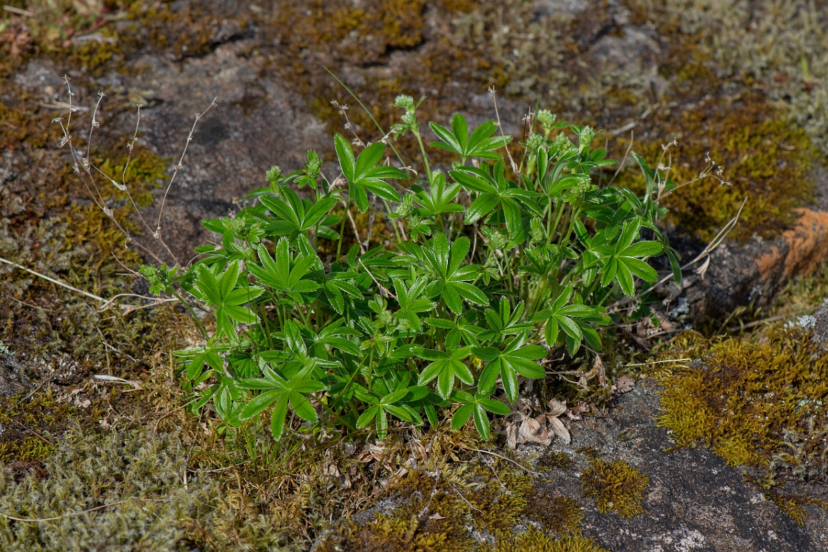 David Plant Photography - Wildlife Photography - Alpine ladys-mantle - D.JPG - Alpine ladys-mantle - Perthshire