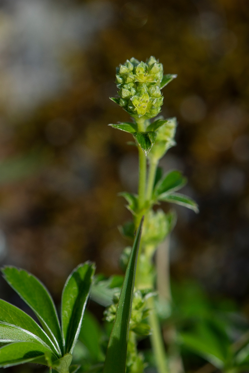 David Plant Photography - Wildlife Photography - Alpine ladys-mantle - E.JPG - Alpine ladys-mantle - Perthshire
