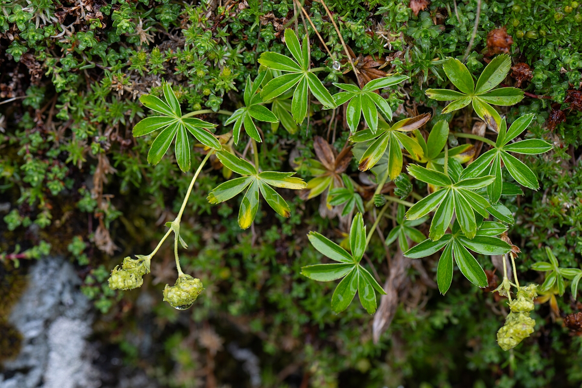 David Plant Photography - Wildlife Photography - Alpine ladys-mantle - F.jpg - Alpine ladys-mantle - Perthshire