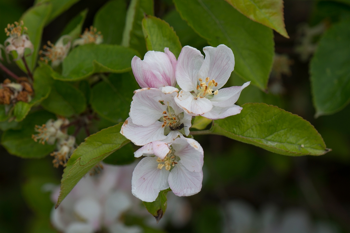 David Plant Photography - Wildlife Photography - Apple - A.jpg - Apple - Kent