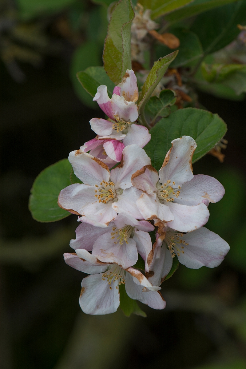 David Plant Photography - Wildlife Photography - Apple - B.jpg - Apple - Kent