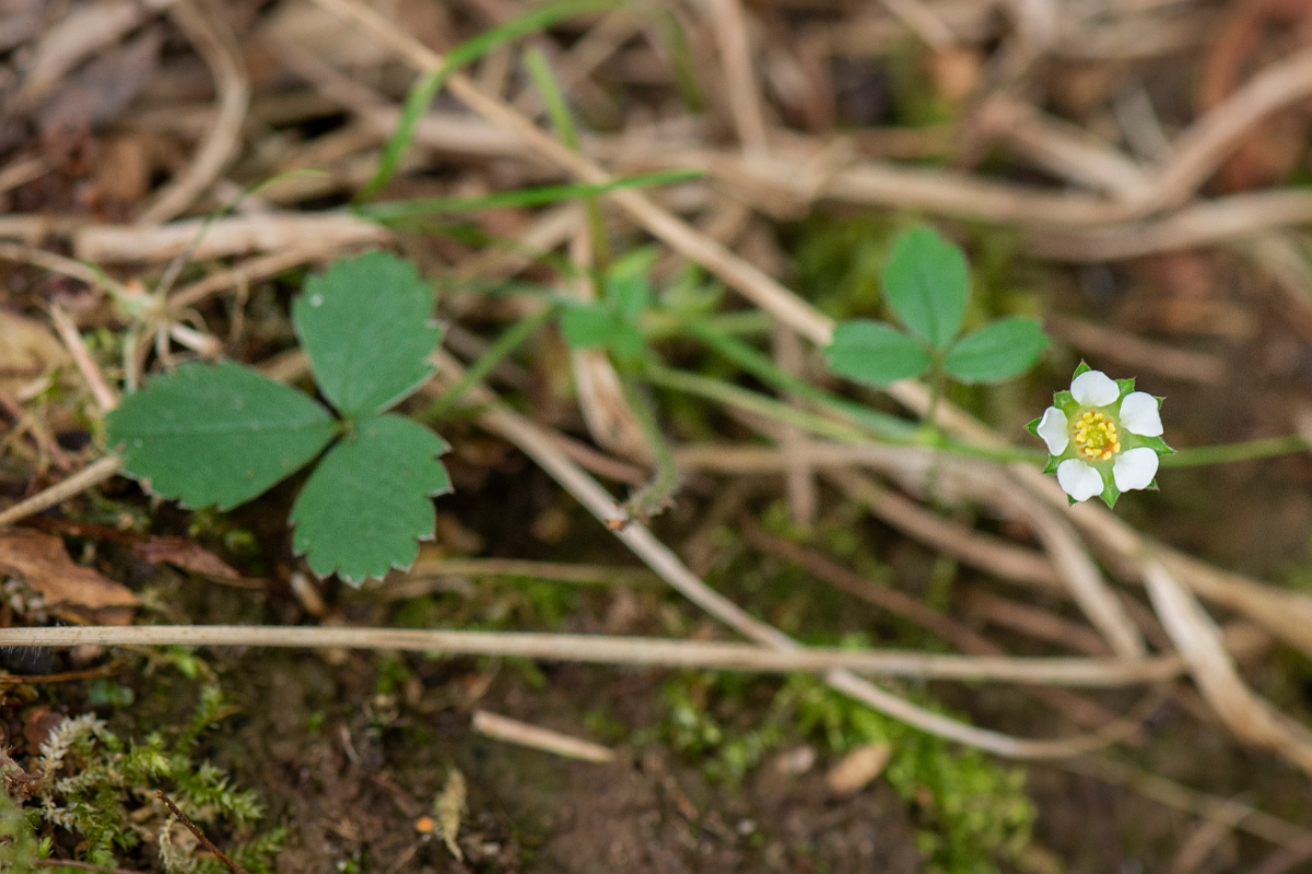 David Plant Photography - Wildlife Photography - Barren strawberry - A.JPG - Barren strawberry - Bedfordshire