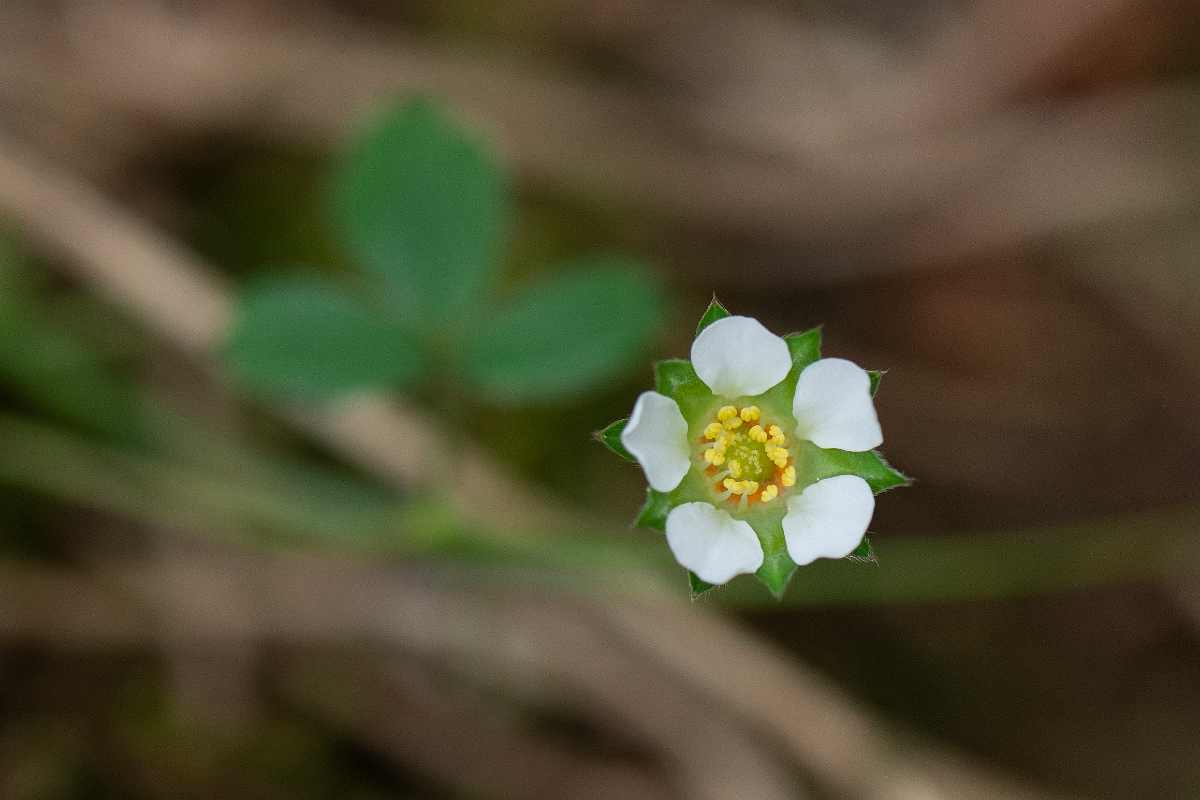 David Plant Photography - Wildlife Photography - Barren strawberry - B.JPG - Barren strawberry flower - Bedfordshire