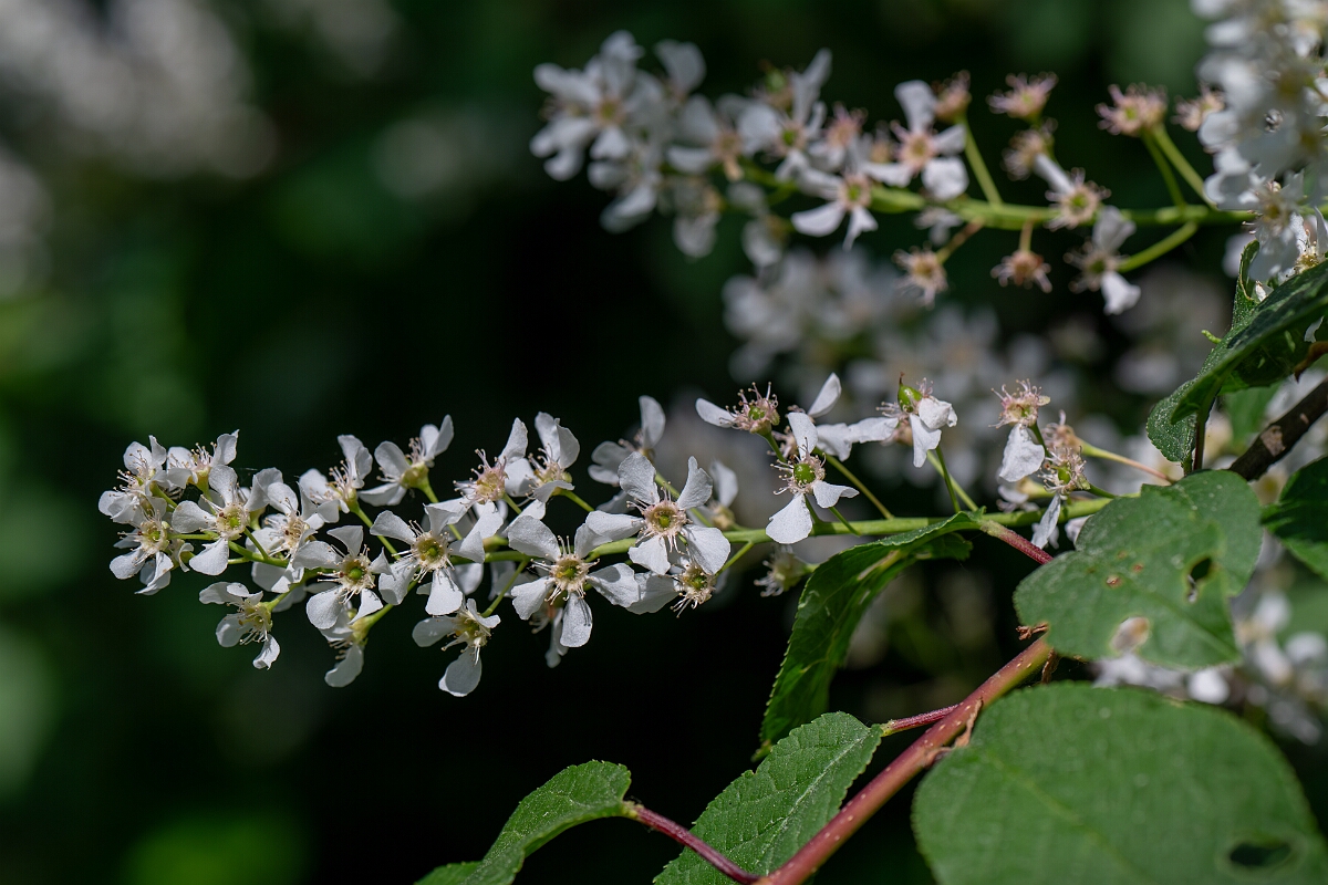 David Plant Photography - Wildlife Photography - Bird cherry - A.jpg - Bird cherry - Norfolk