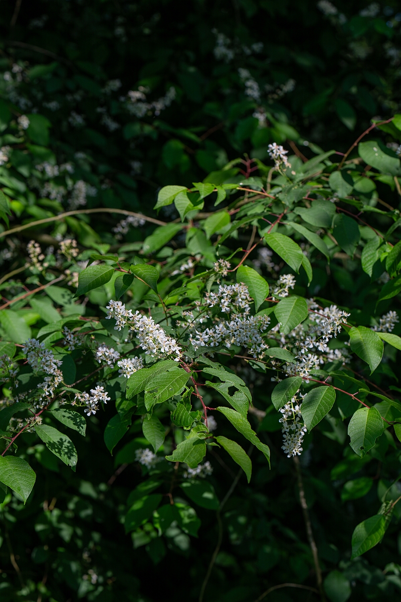 David Plant Photography - Wildlife Photography - Bird cherry - B.jpg - Bird cherry - Norfolk