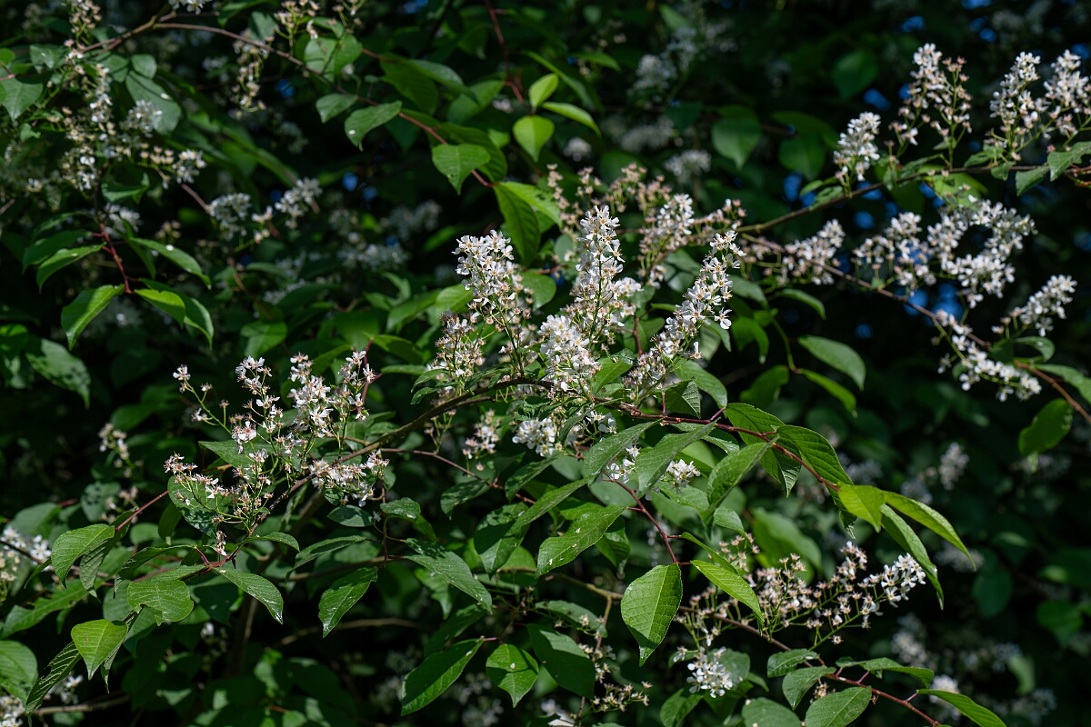 David Plant Photography - Wildlife Photography - Bird cherry - D.jpg - Bird cherry - Norfolk