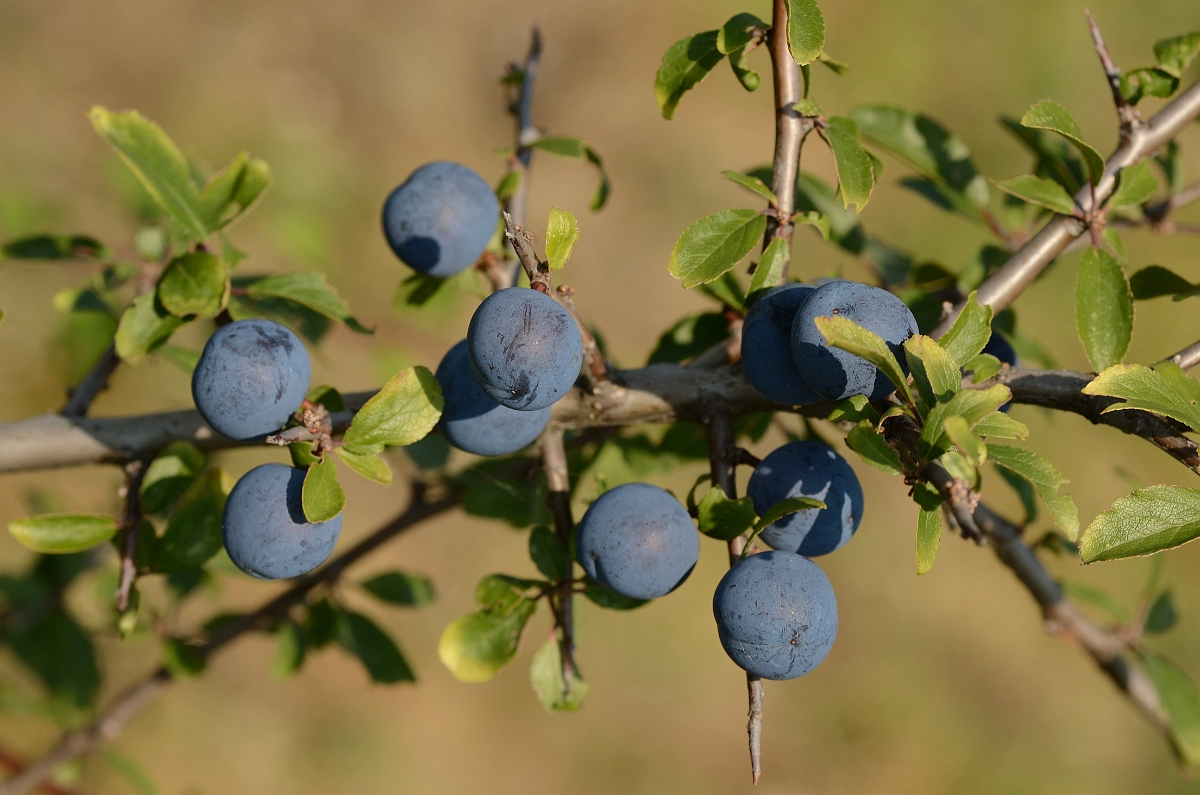 David Plant Photography - Wildlife Photography - Blackthorn - C.jpg - Blackthorn - Essex
