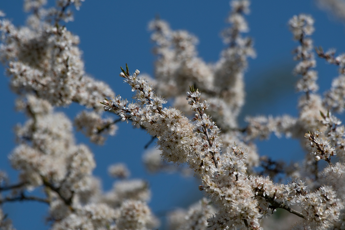 David Plant Photography - Wildlife Photography - Blackthorn - D.jpg - Blackthorn - Leicestershire