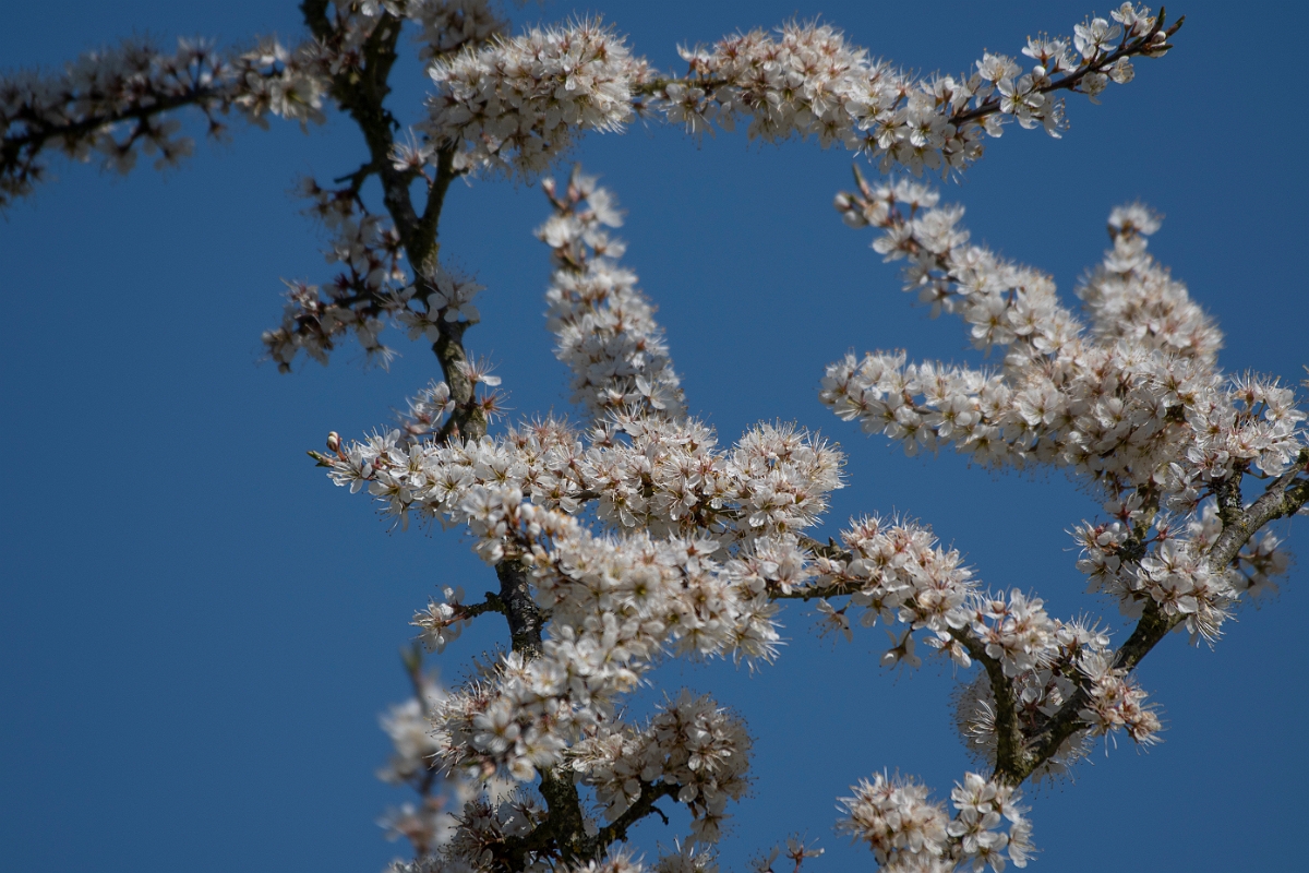 David Plant Photography - Wildlife Photography - Blackthorn - E.jpg - Blackthorn - Leicestershire