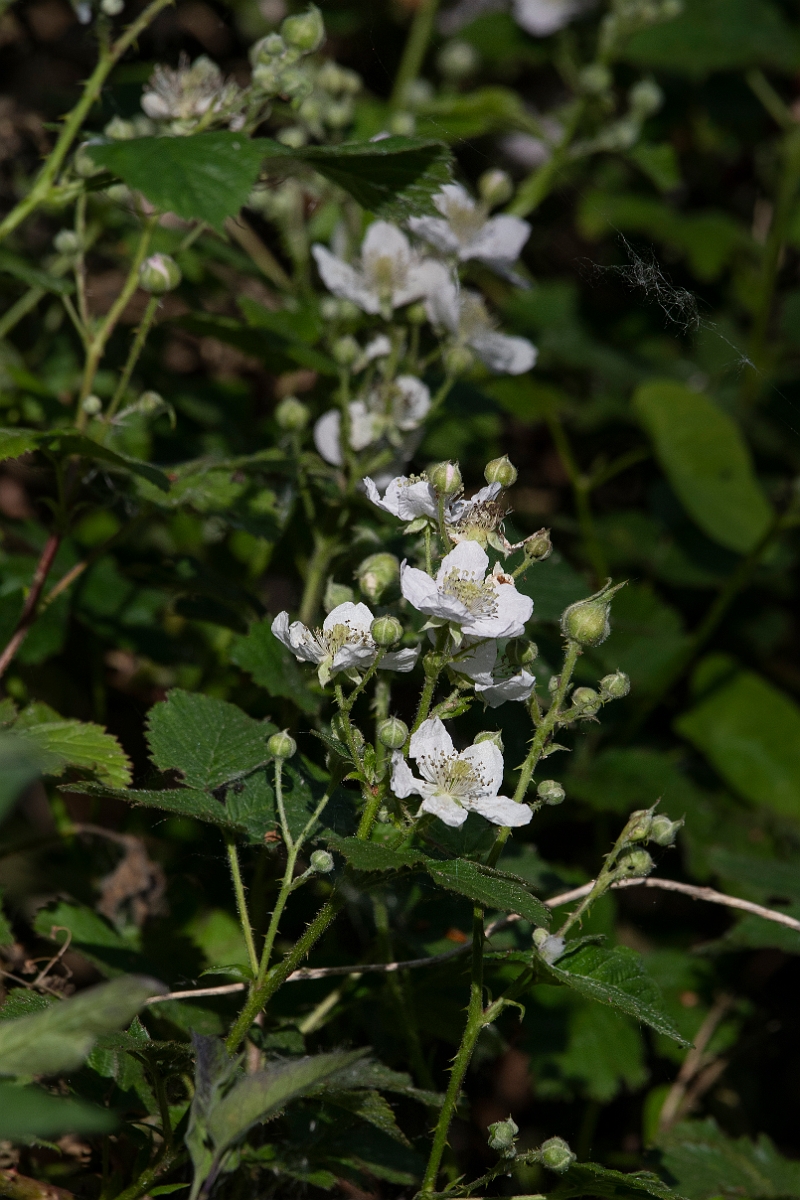 David Plant Photography - Wildlife Photography - Bramble - A.JPG - Bramble - Cambridgeshire