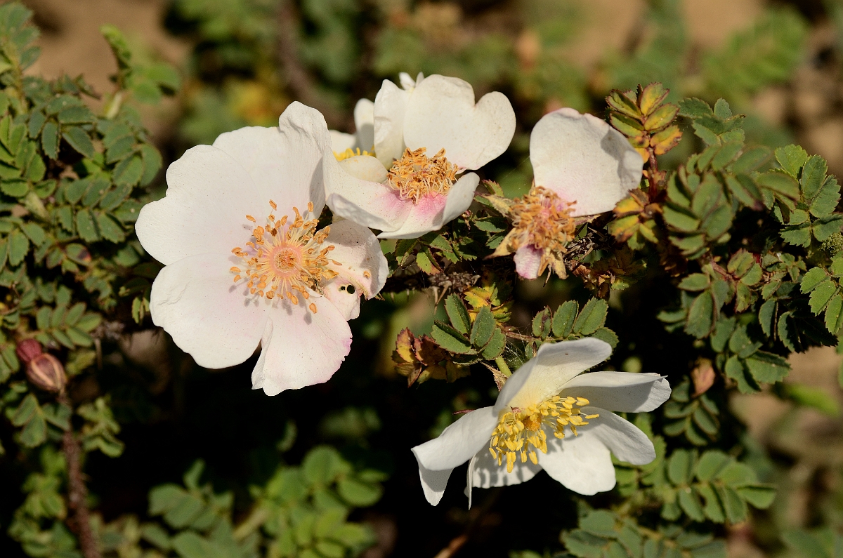 David Plant Photography - Wildlife Photography - Burnet rose - A.jpg - Burnet rose - Bridgend