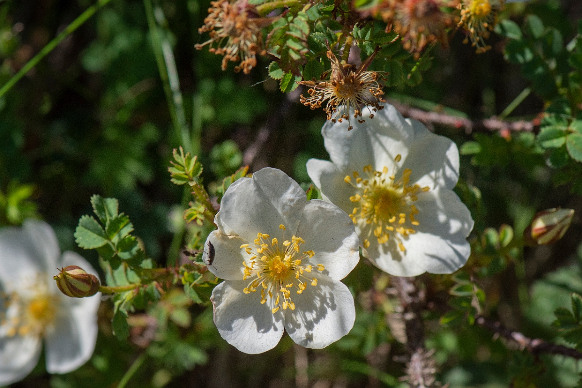 David Plant Photography - Wildlife Photography - Burnet rose - B.JPG - Burnet rose - Bridgend