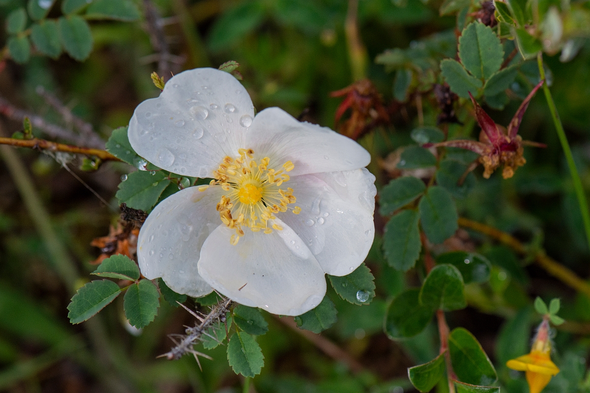 David Plant Photography - Wildlife Photography - Burnet rose - C.JPG - Burnet rose - Bridgend