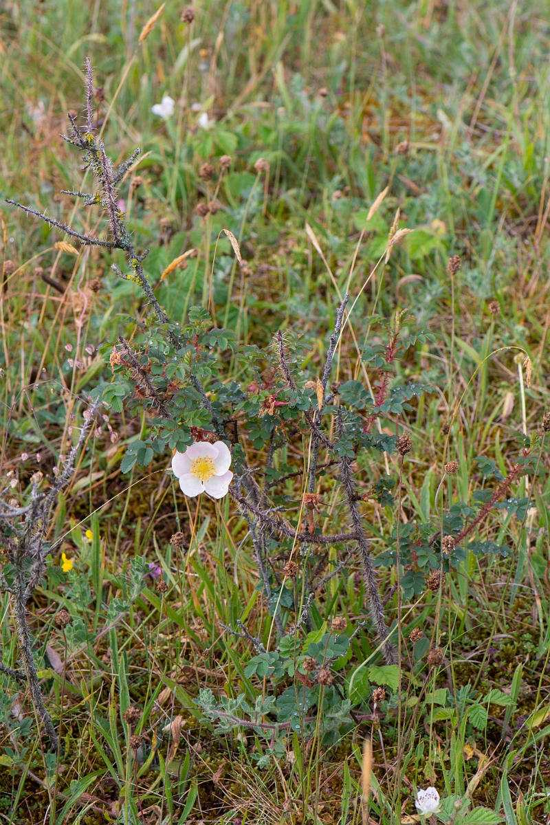 David Plant Photography - Wildlife Photography - Burnet rose - D.JPG - Burnet rose - Bridgend