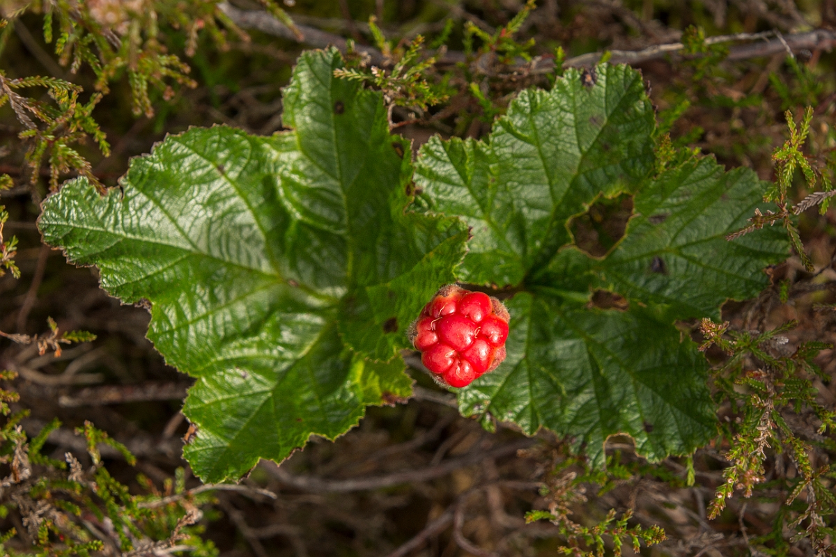 David Plant Photography - Wildlife Photography - Cloudberry - A.jpg - Cloudberry - Dumfries and Galloway