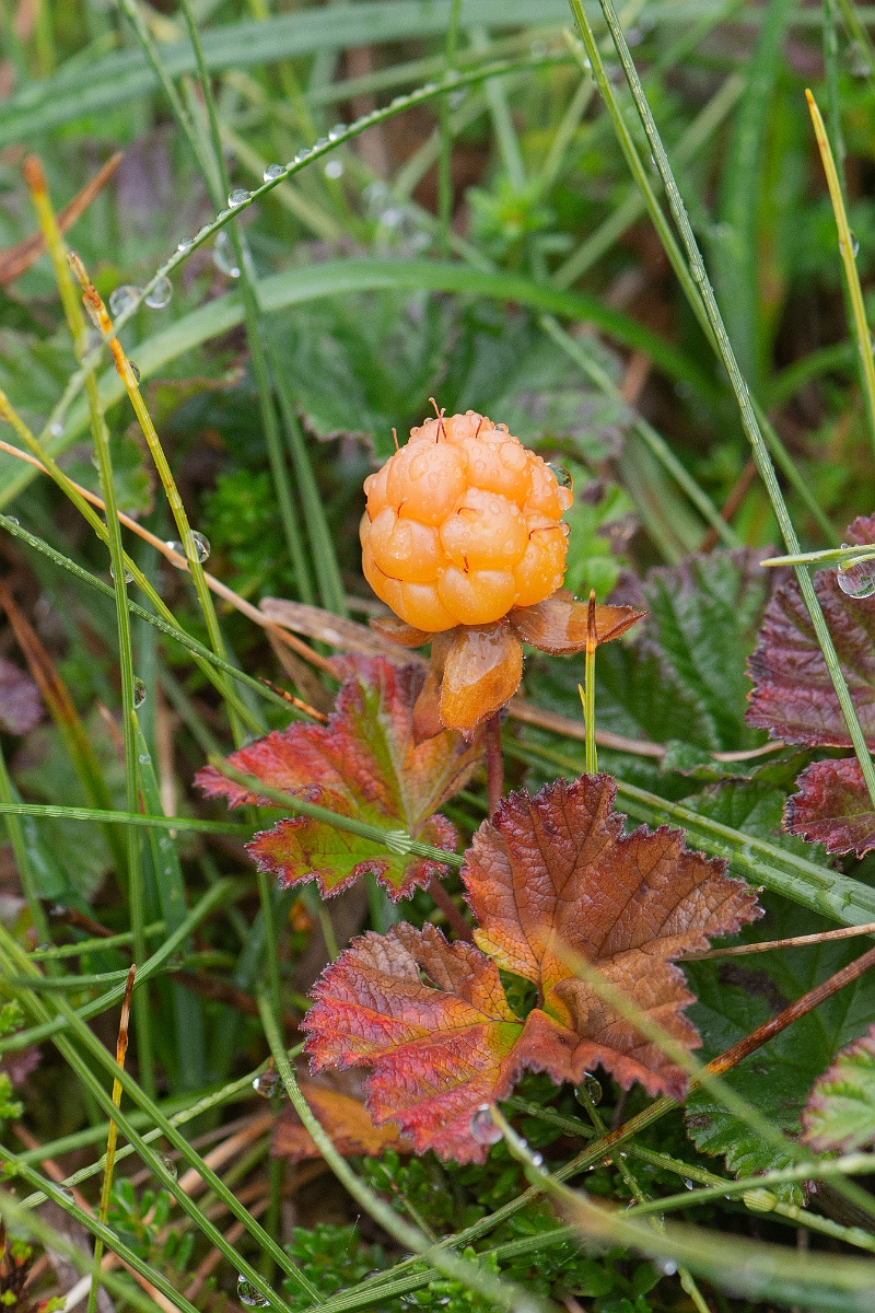 David Plant Photography - Wildlife Photography - Cloudberry - C.JPG - Cloudberry, fruit - Cairngorms