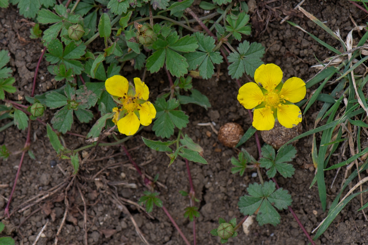 David Plant Photography - Wildlife Photography - Creeping cinquefoil - C.JPG - Creeping cinquefoil - Cambridgeshire