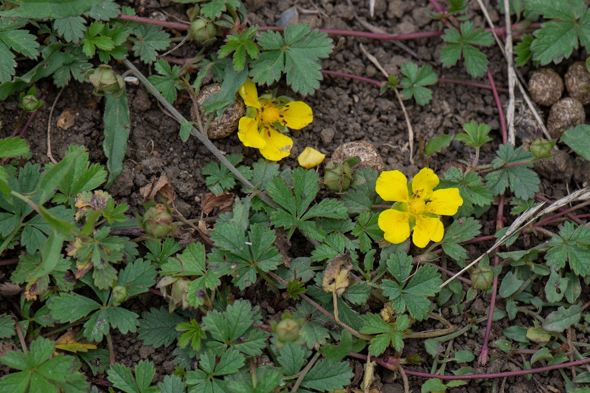 David Plant Photography - Wildlife Photography - Creeping cinquefoil - D.JPG - Creeping cinquefoil - Cambridgeshire