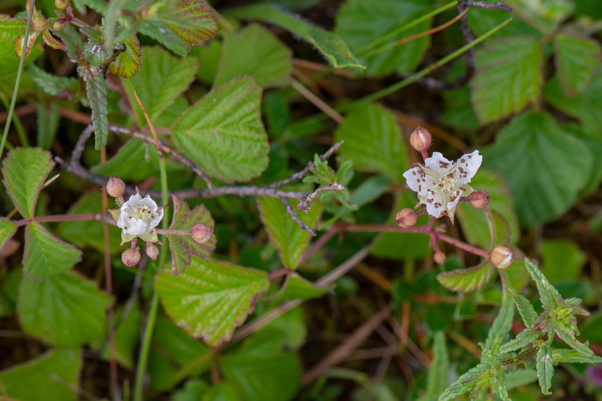 David Plant Photography - Wildlife Photography - Dewberry - A.JPG - Dewberry - Bridgend