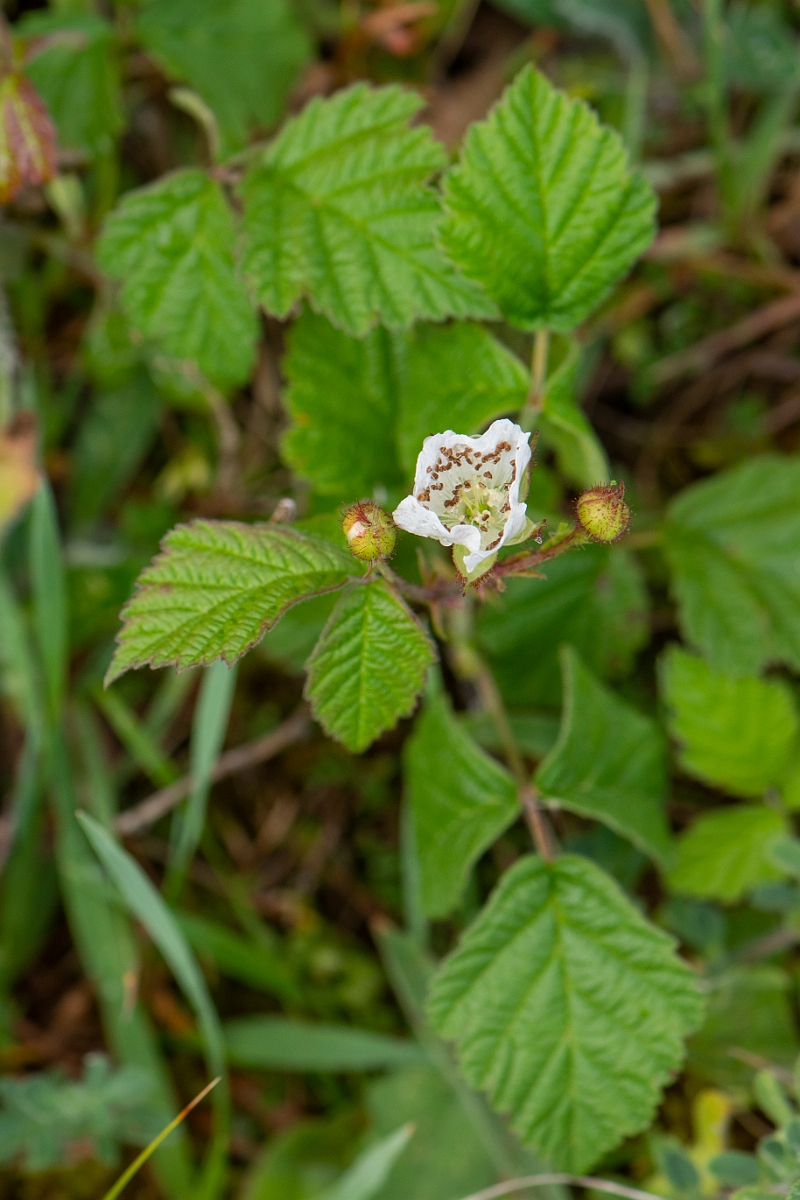 David Plant Photography - Wildlife Photography - Dewberry - B.JPG - Dewberry - Bridgend