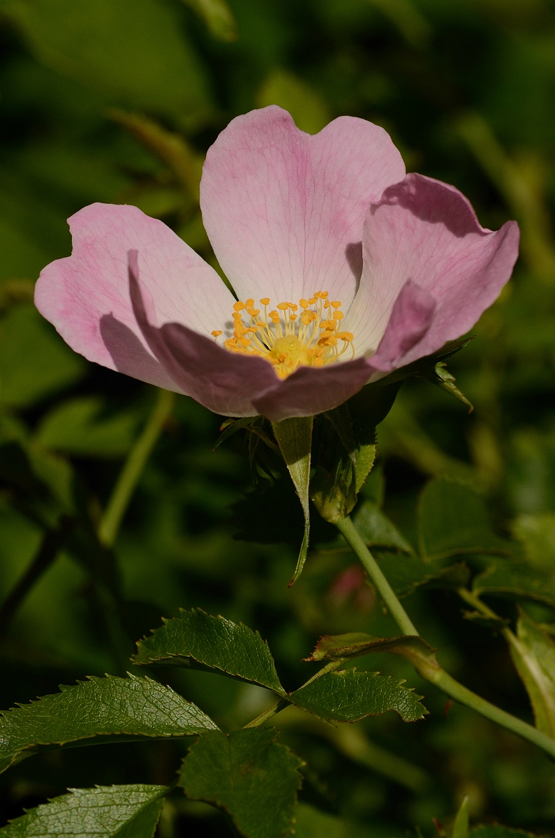 David Plant Photography - Wildlife Photography - Dog rose - A.jpg - Dog rose - Oxfordshire