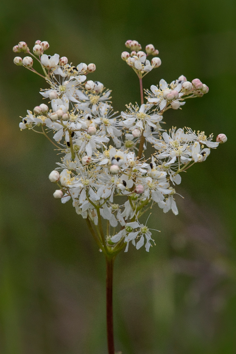 David Plant Photography - Wildlife Photography - Dropwort - A.jpg - Dropwort - Cambridgeshire
