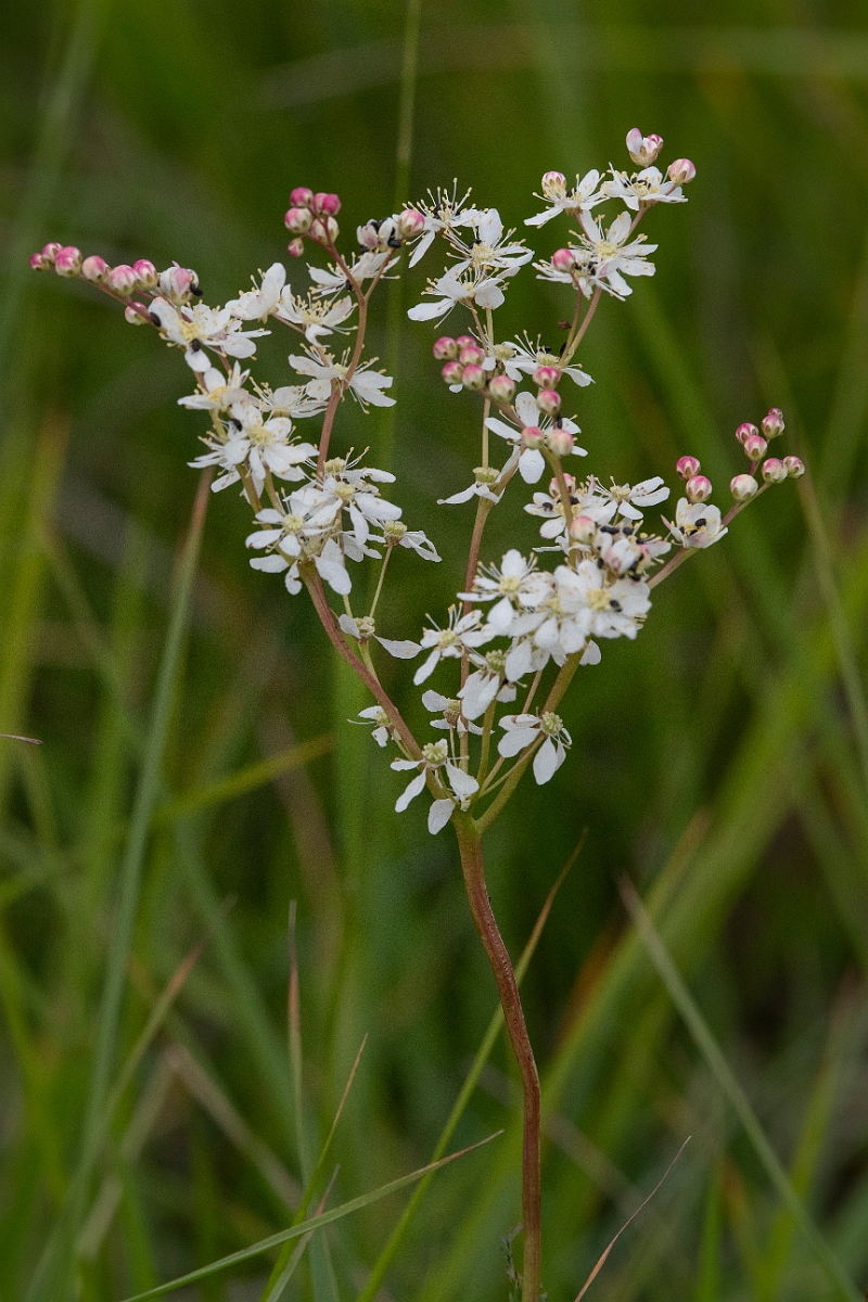 David Plant Photography - Wildlife Photography - Dropwort - B.jpg - Dropwort - Cambridgeshire
