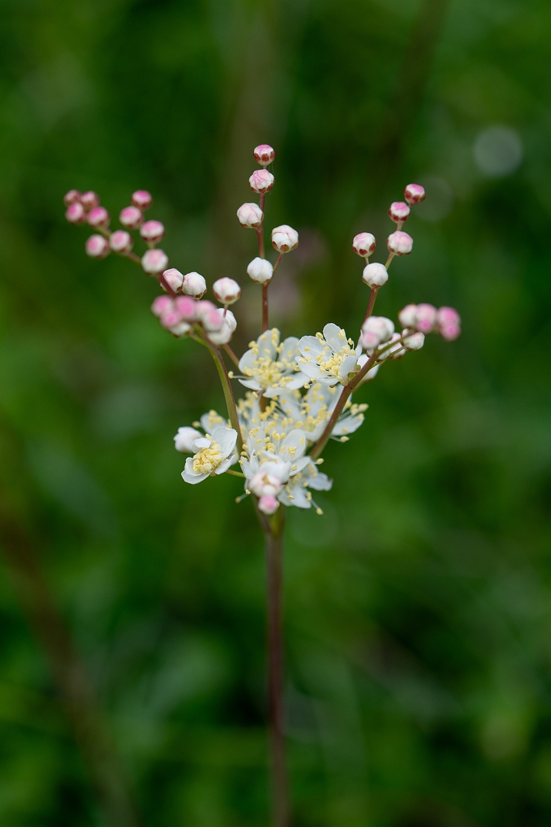 David Plant Photography - Wildlife Photography - Dropwort - C.jpg - Dropwort - Bedfordshire