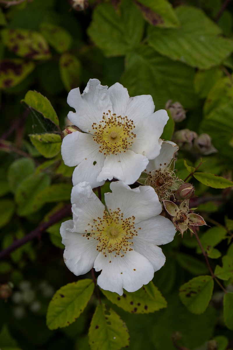 David Plant Photography - Wildlife Photography - Field rose - A.JPG - Field rose - Bedfordshire