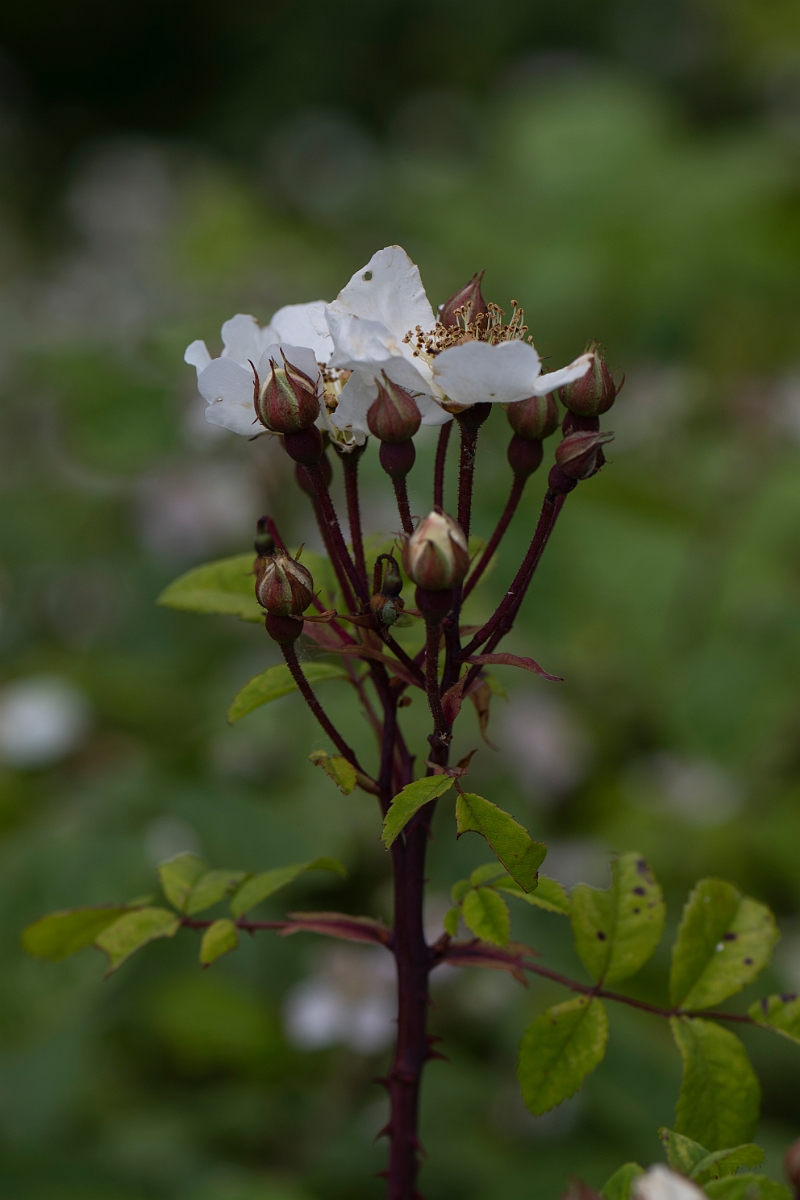 David Plant Photography - Wildlife Photography - Field rose - C.JPG - Field rose - Bedfordshire