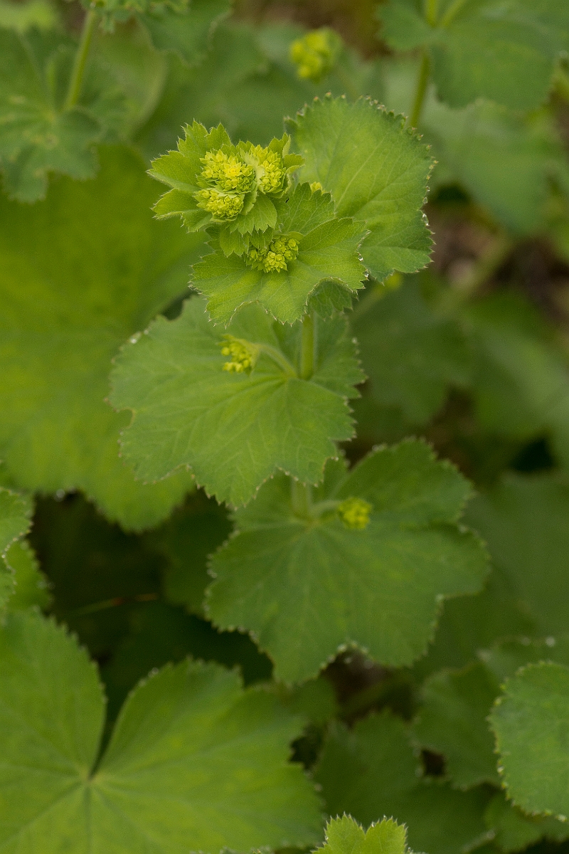 David Plant Photography - Wildlife Photography - Hairy ladys-mantle - A.jpg - Hairy ladys-mantle - Ayrshire