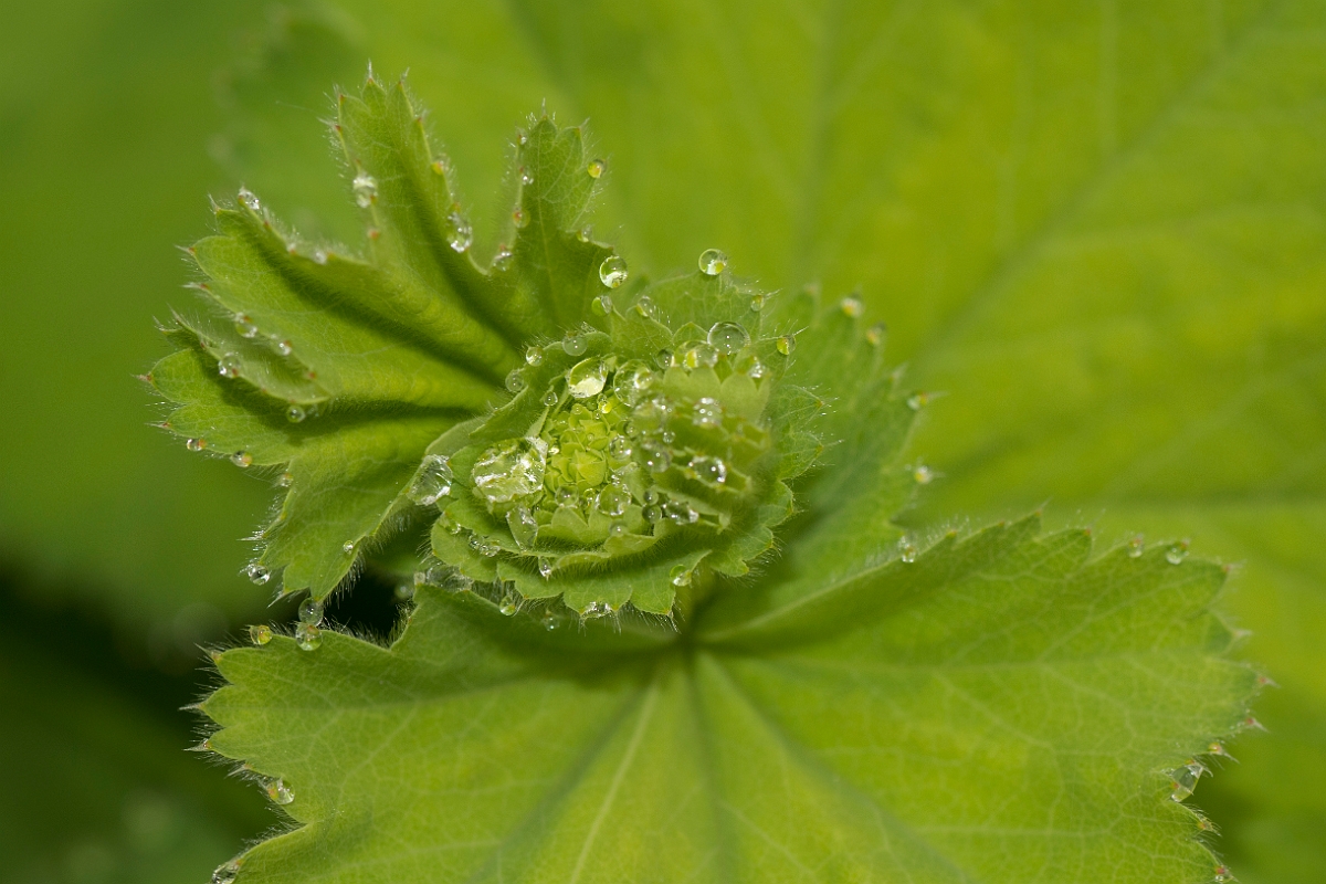 David Plant Photography - Wildlife Photography - Hairy ladys-mantle - D.jpg - Hairy ladys-mantle - Ayrshire