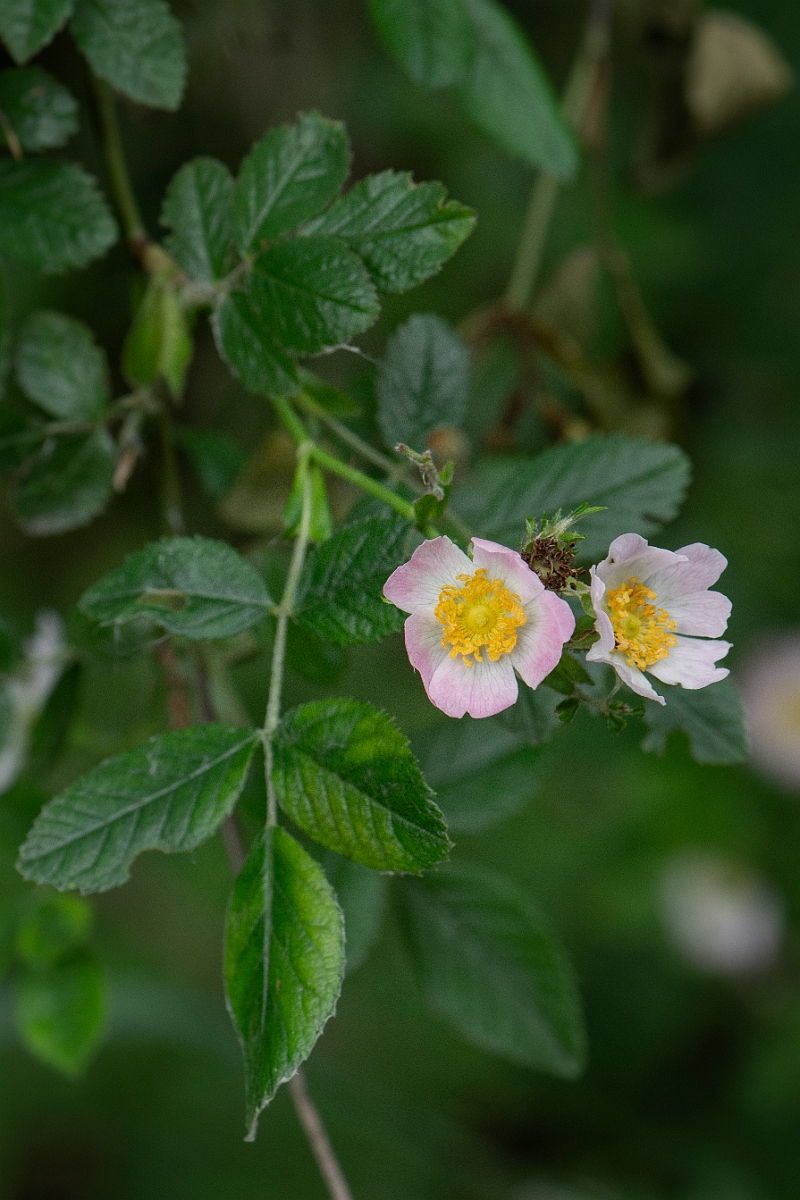 David Plant Photography - Wildlife Photography - Harsh downy-rose, Rose tomentosa - A.JPG - Harsh downy-rose, Rose tomentosa - Norfolk