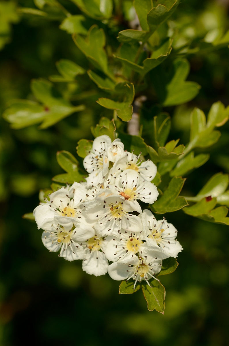 David Plant Photography - Wildlife Photography - Hawthorn - B.jpg - Hawthorn flowers - Bedfordshire