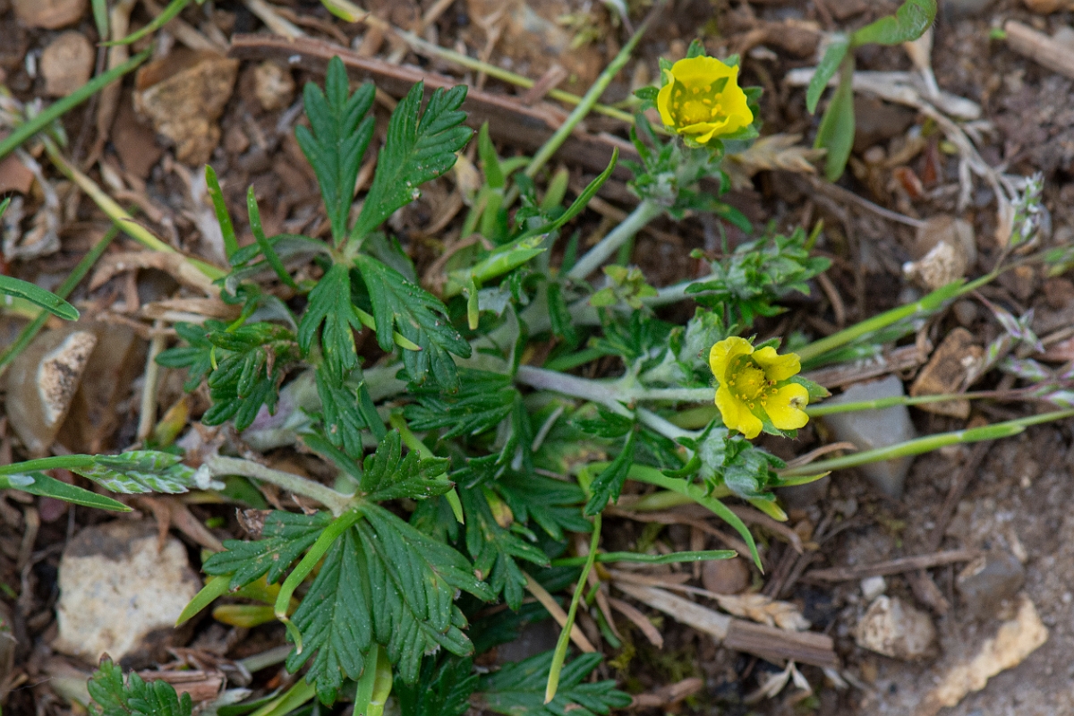 David Plant Photography - Wildlife Photography - Hoary cinquefoil - A.JPG - Hoary cinquefoil - Norfolk