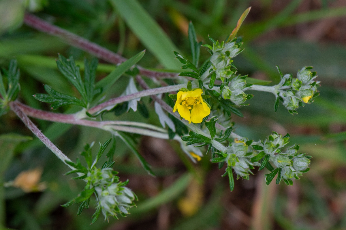 David Plant Photography - Wildlife Photography - Hoary cinquefoil - C.JPG - Hoary cinquefoil - Norfolk