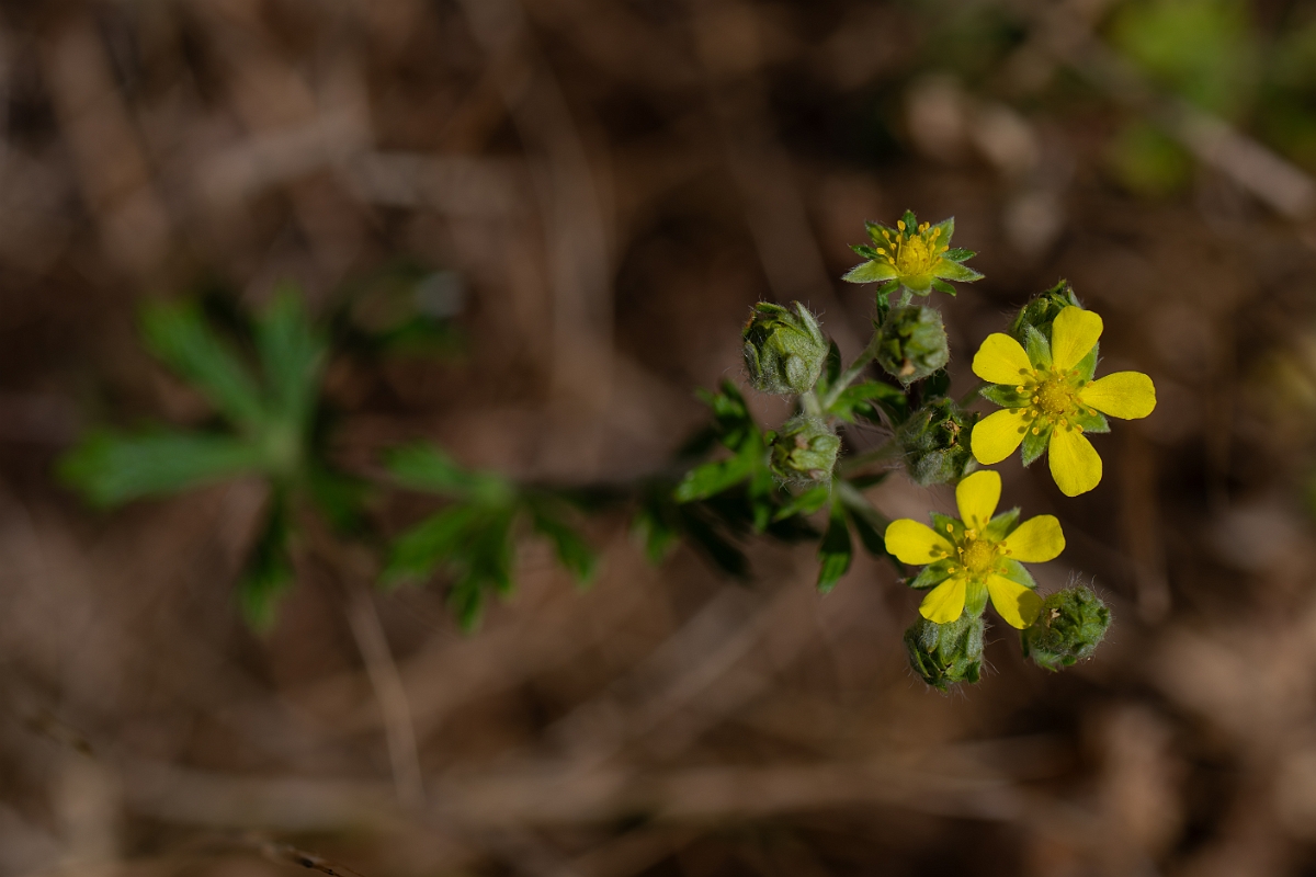 David Plant Photography - Wildlife Photography - Hoary cinquefoil - E.jpg - Hoary cinquefoil - Norfolk
