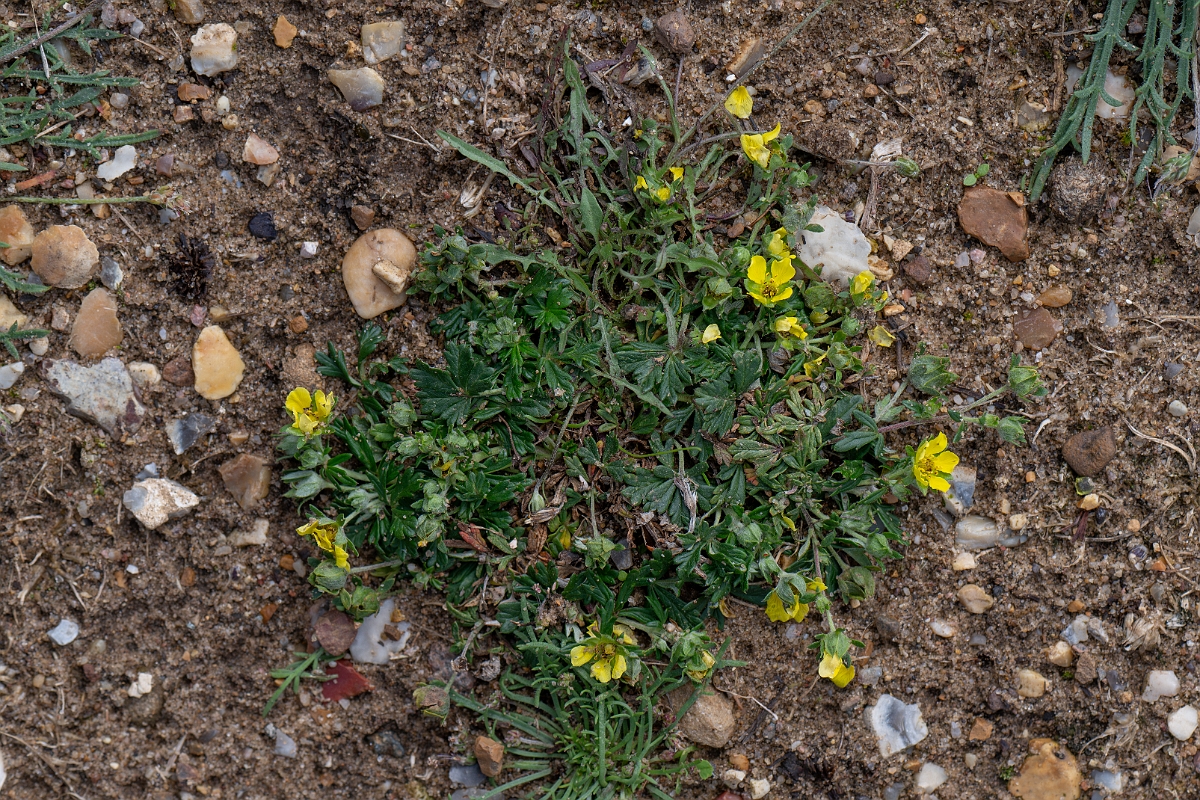 David Plant Photography - Wildlife Photography - Hoary cinquefoil - F.jpg - Hoary cinquefoil - Suffolk