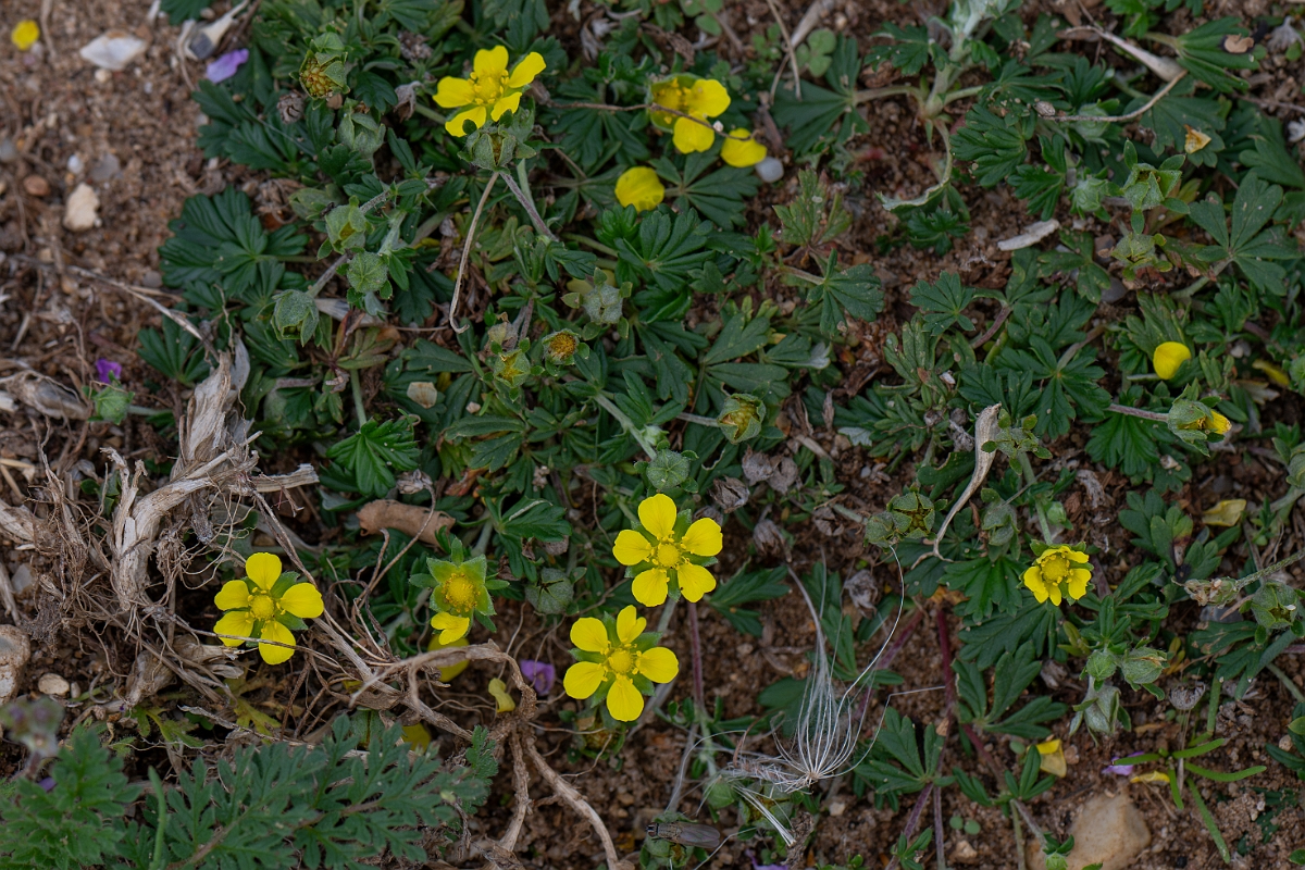 David Plant Photography - Wildlife Photography - Hoary cinquefoil - G.jpg - Hoary cinquefoil - Suffolk