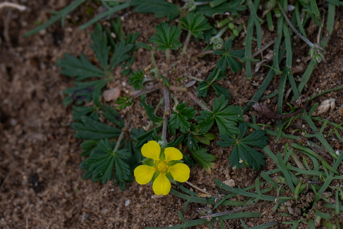 David Plant Photography - Wildlife Photography - Hoary cinquefoil - H.jpg - Hoary cinquefoil - Suffolk