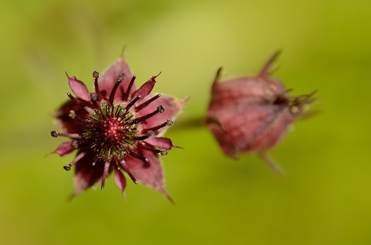 David Plant Photography - Wildlife Photography - Marsh cinquefoil - B.jpg - Marsh cinquefoil flower - Cotswolds