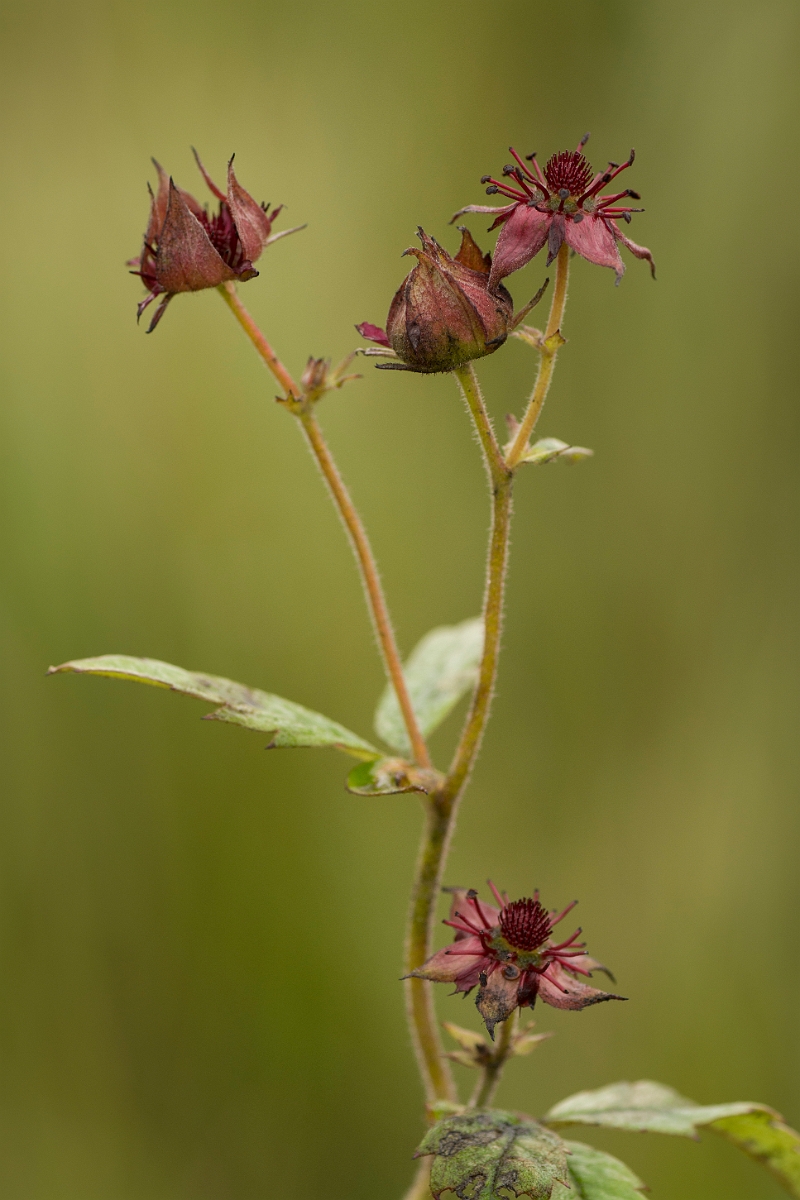 David Plant Photography - Wildlife Photography - Marsh cinquefoil - C.jpg - Marsh cinquefoil - Ayrshire
