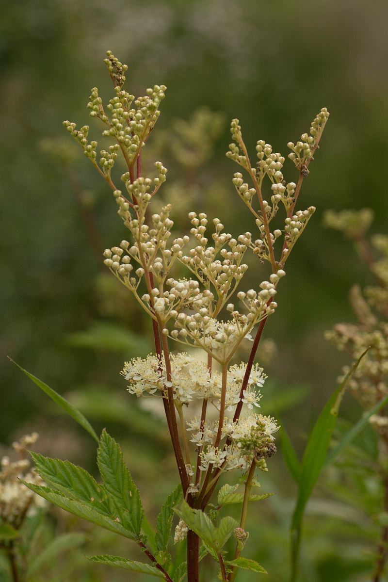 David Plant Photography - Wildlife Photography - Meadowsweet - A.jpg - Meadowsweet - Ayrshire