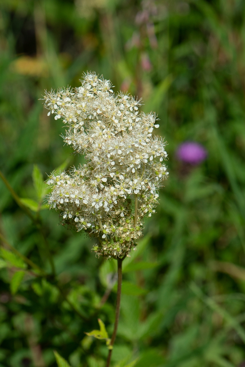 David Plant Photography - Wildlife Photography - Meadowsweet - B.JPG - Meadowsweet - Highlands
