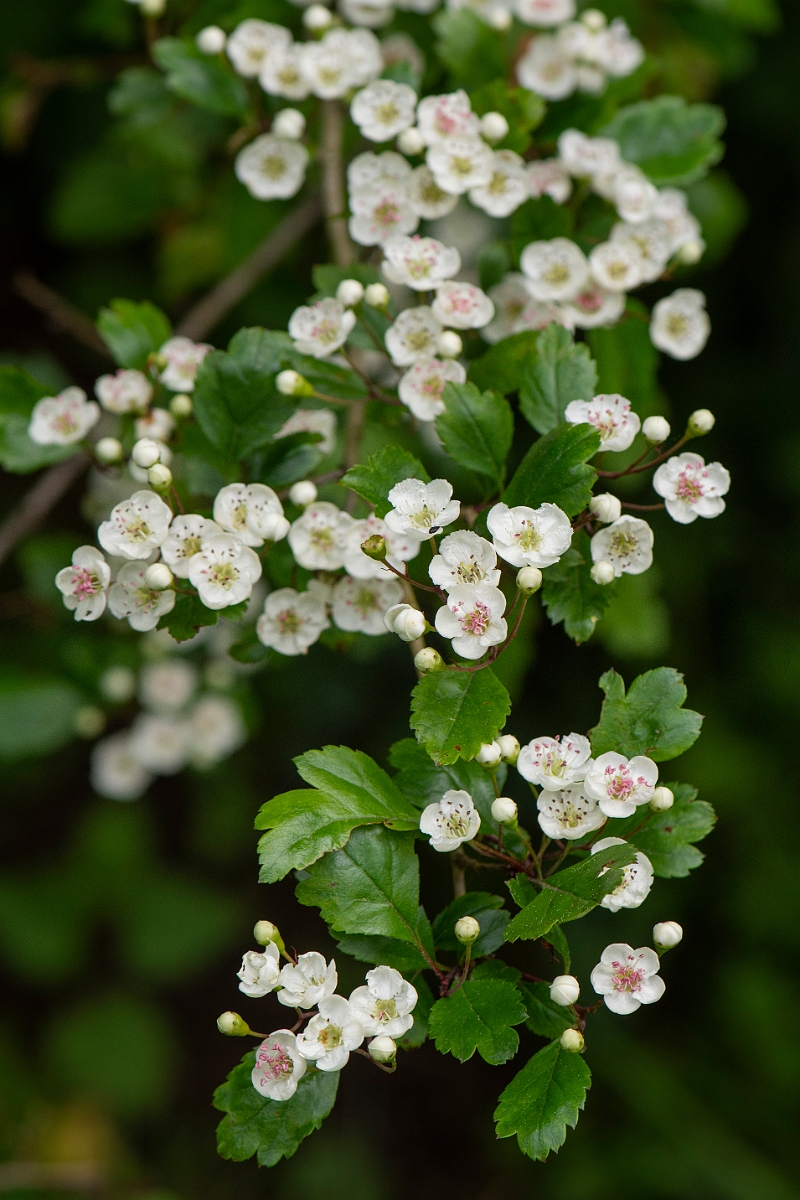 David Plant Photography - Wildlife Photography - Midland hawthorn - B.JPG - Midland hawthorn flowers - Bedfordshire