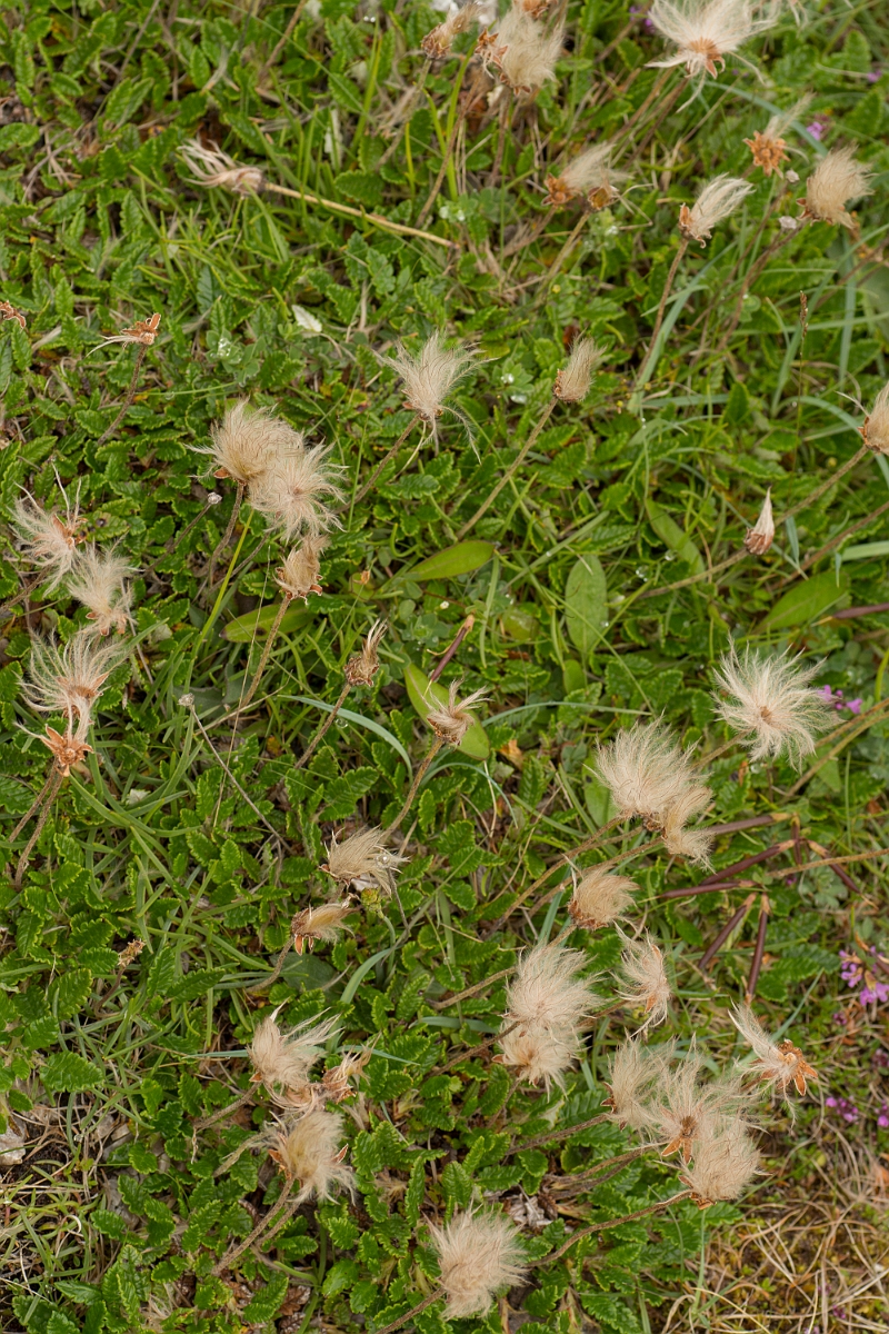 David Plant Photography - Wildlife Photography - Mountain avens - A.jpg - Mountain avens - Sutherland