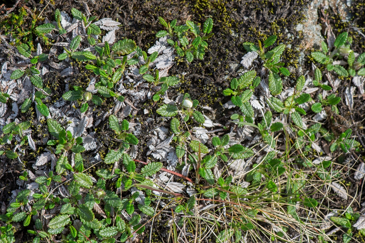 David Plant Photography - Wildlife Photography - Mountain avens - D.JPG - Mountain avens - Perthshire