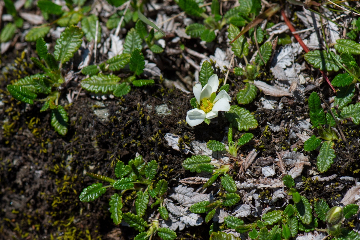 David Plant Photography - Wildlife Photography - Mountain avens - E.JPG - Mountain avens - Perthshire